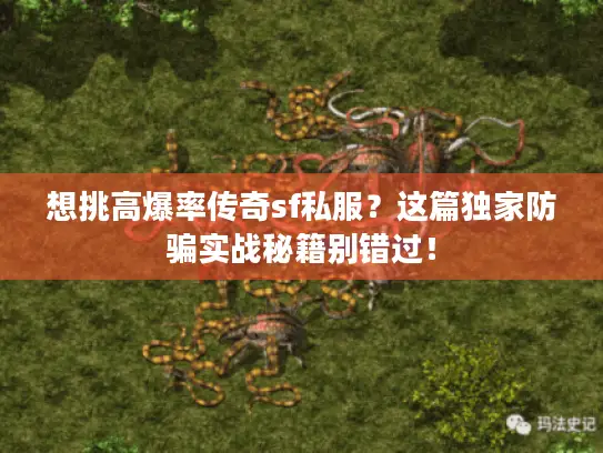 想挑高爆率传奇sf私服？这篇独家防骗实战秘籍别错过！